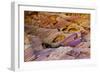 Rainbow Vista, Valley of Fire State Park, Overton, Nevada, USA-Michel Hersen-Framed Photographic Print