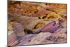 Rainbow Vista, Valley of Fire State Park, Overton, Nevada, USA-Michel Hersen-Mounted Photographic Print