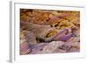 Rainbow Vista, Valley of Fire State Park, Overton, Nevada, USA-Michel Hersen-Framed Photographic Print