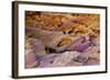 Rainbow Vista, Valley of Fire State Park, Overton, Nevada, USA-Michel Hersen-Framed Photographic Print