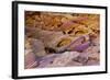 Rainbow Vista, Valley of Fire State Park, Overton, Nevada, USA-Michel Hersen-Framed Photographic Print