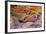 Rainbow Vista, Valley of Fire State Park, Overton, Nevada, USA-Michel Hersen-Framed Photographic Print