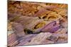 Rainbow Vista, Valley of Fire State Park, Overton, Nevada, USA-Michel Hersen-Mounted Photographic Print