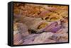 Rainbow Vista, Valley of Fire State Park, Overton, Nevada, USA-Michel Hersen-Framed Stretched Canvas