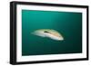 Rainbow Wrasse-Reinhard Dirscherl-Framed Photographic Print