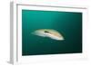 Rainbow Wrasse-Reinhard Dirscherl-Framed Photographic Print