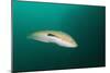 Rainbow Wrasse-Reinhard Dirscherl-Mounted Photographic Print