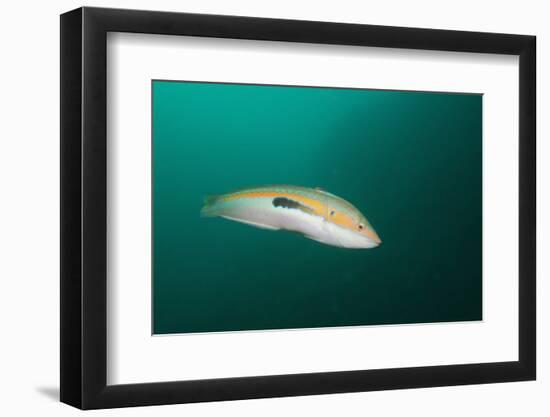 Rainbow Wrasse-Reinhard Dirscherl-Framed Photographic Print