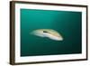 Rainbow Wrasse-Reinhard Dirscherl-Framed Photographic Print