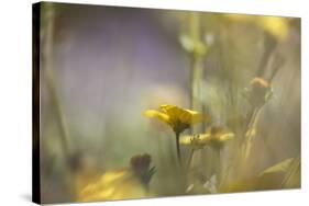 Rainbows and Buttercups-Valda Bailey-Stretched Canvas