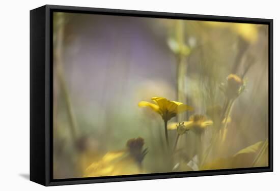 Rainbows and Buttercups-Valda Bailey-Framed Stretched Canvas