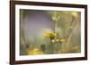 Rainbows and Buttercups-Valda Bailey-Framed Photographic Print