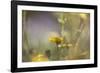 Rainbows and Buttercups-Valda Bailey-Framed Photographic Print