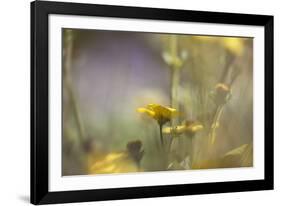 Rainbows and Buttercups-Valda Bailey-Framed Photographic Print