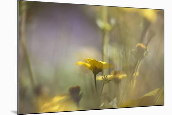 Rainbows and Buttercups-Valda Bailey-Mounted Photographic Print