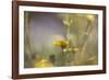 Rainbows and Buttercups-Valda Bailey-Framed Photographic Print