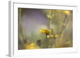 Rainbows and Buttercups-Valda Bailey-Framed Photographic Print