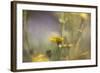 Rainbows and Buttercups-Valda Bailey-Framed Photographic Print