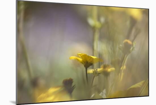 Rainbows and Buttercups-Valda Bailey-Mounted Photographic Print