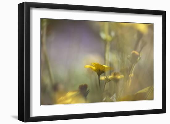 Rainbows and Buttercups-Valda Bailey-Framed Photographic Print