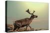 Raindeer in Norway-Andrushko Galyna-Stretched Canvas