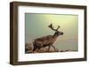 Raindeer in Norway-Andrushko Galyna-Framed Photographic Print