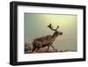 Raindeer in Norway-Andrushko Galyna-Framed Photographic Print