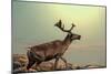 Raindeer in Norway-Andrushko Galyna-Mounted Photographic Print