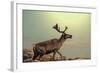 Raindeer in Norway-Andrushko Galyna-Framed Photographic Print