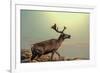 Raindeer in Norway-Andrushko Galyna-Framed Photographic Print