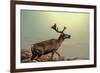 Raindeer in Norway-Andrushko Galyna-Framed Photographic Print