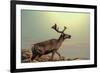 Raindeer in Norway-Andrushko Galyna-Framed Photographic Print