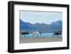 Raindeer in Norway-Andrushko Galyna-Framed Photographic Print