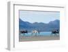 Raindeer in Norway-Andrushko Galyna-Framed Photographic Print