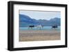 Raindeer in Norway-Andrushko Galyna-Framed Photographic Print