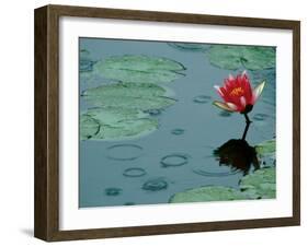 Raindrop Patterns Imitate Lily Pad on Laurel Lake, near Bandon, Oregon, USA-Tom Haseltine-Framed Premium Photographic Print