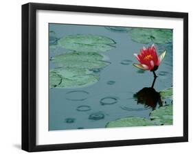 Raindrop Patterns Imitate Lily Pad on Laurel Lake, near Bandon, Oregon, USA-Tom Haseltine-Framed Premium Photographic Print