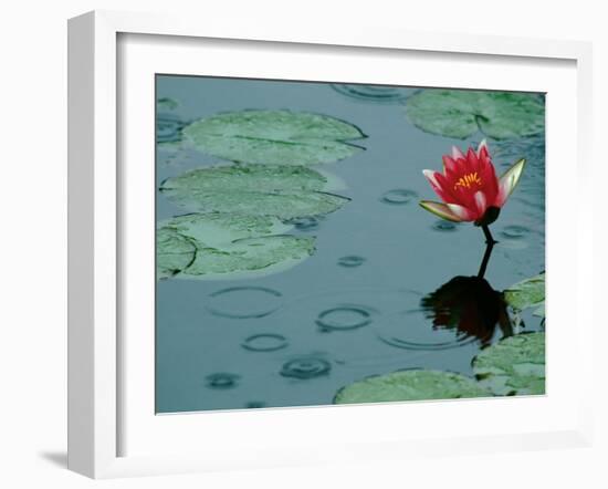 Raindrop Patterns Imitate Lily Pad on Laurel Lake, near Bandon, Oregon, USA-Tom Haseltine-Framed Premium Photographic Print