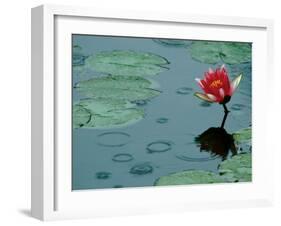 Raindrop Patterns Imitate Lily Pad on Laurel Lake, near Bandon, Oregon, USA-Tom Haseltine-Framed Premium Photographic Print