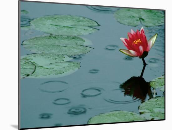 Raindrop Patterns Imitate Lily Pad on Laurel Lake, near Bandon, Oregon, USA-Tom Haseltine-Mounted Premium Photographic Print