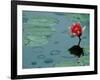 Raindrop Patterns Imitate Lily Pad on Laurel Lake, near Bandon, Oregon, USA-Tom Haseltine-Framed Photographic Print