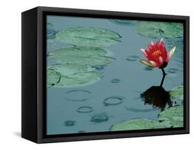 Raindrop Patterns Imitate Lily Pad on Laurel Lake, near Bandon, Oregon, USA-Tom Haseltine-Framed Stretched Canvas