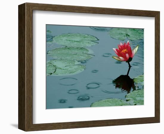 Raindrop Patterns Imitate Lily Pad on Laurel Lake, near Bandon, Oregon, USA-Tom Haseltine-Framed Photographic Print