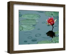 Raindrop Patterns Imitate Lily Pad on Laurel Lake, near Bandon, Oregon, USA-Tom Haseltine-Framed Photographic Print