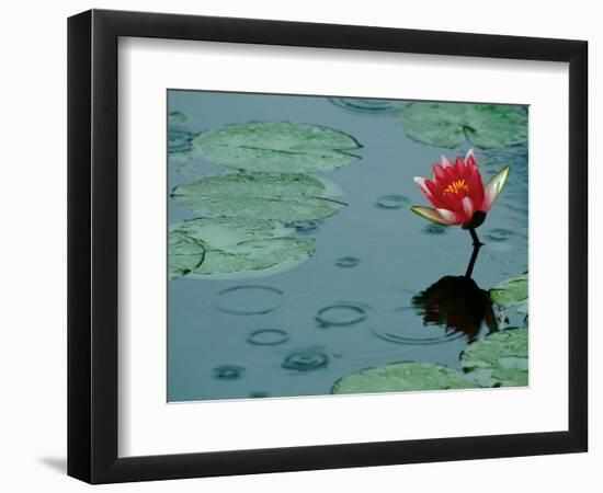 Raindrop Patterns Imitate Lily Pad on Laurel Lake, near Bandon, Oregon, USA-Tom Haseltine-Framed Photographic Print