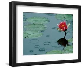 Raindrop Patterns Imitate Lily Pad on Laurel Lake, near Bandon, Oregon, USA-Tom Haseltine-Framed Photographic Print