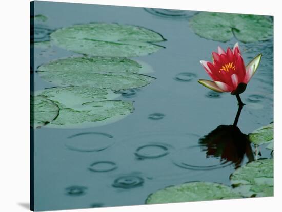 Raindrop Patterns Imitate Lily Pad on Laurel Lake, near Bandon, Oregon, USA-Tom Haseltine-Stretched Canvas