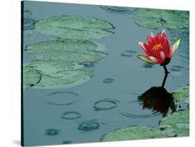 Raindrop Patterns Imitate Lily Pad on Laurel Lake, near Bandon, Oregon, USA-Tom Haseltine-Stretched Canvas