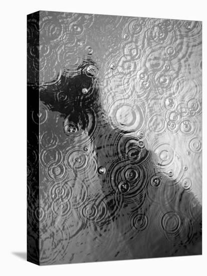 Raindrop Ripples on Fish Underwater-Henry Horenstein-Stretched Canvas