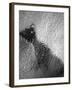 Raindrop Ripples on Fish Underwater-Henry Horenstein-Framed Photographic Print